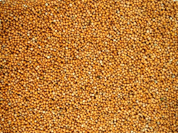 Musztarda biała cała - 100 g
