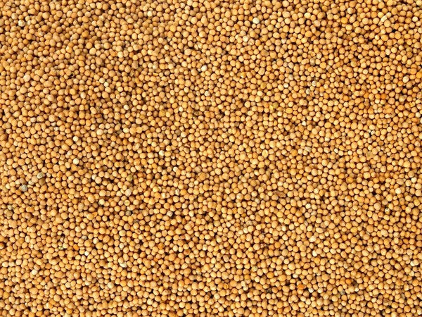 Musztarda biała cała ekologiczna - 100 g