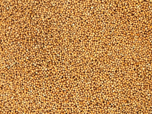 Musztarda biała cała ekologiczna - 100 g