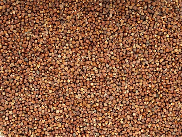 Papryka Gwinejska - nasiona pomidora - 100 g